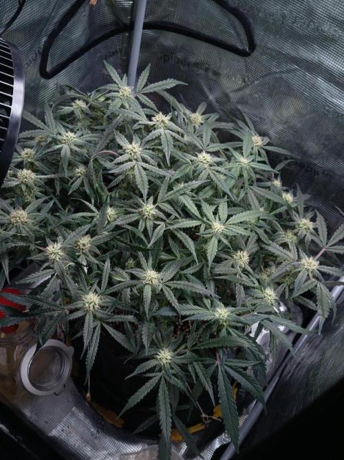 Gelato Auto FB. Week 10 - 02/01/2026