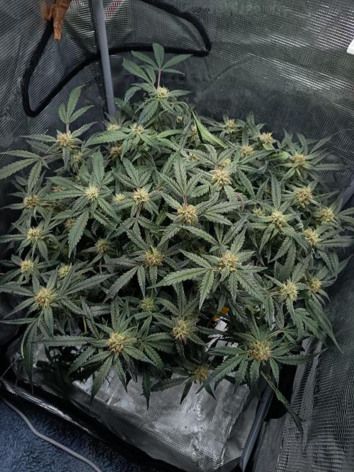 Gelato Auto FB. Week 11 - 06/01/2026
