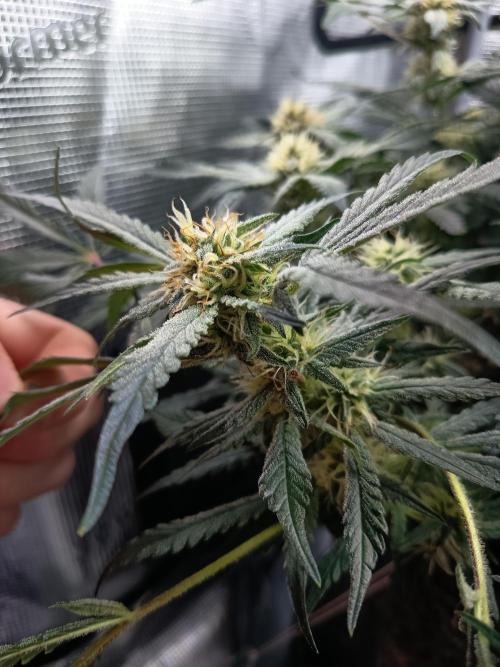 Gelato Auto FB. Week 11 - 06/01/2026