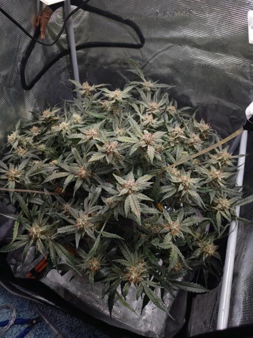 Gelato Auto FB. Week 12 - 14/01/2025