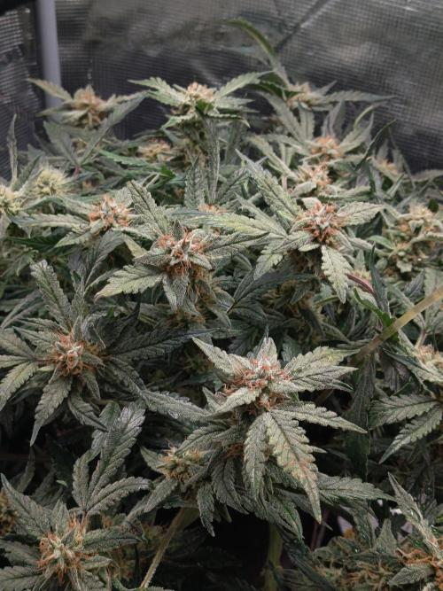 Gelato Auto FB. Week 12 - 14/01/2025