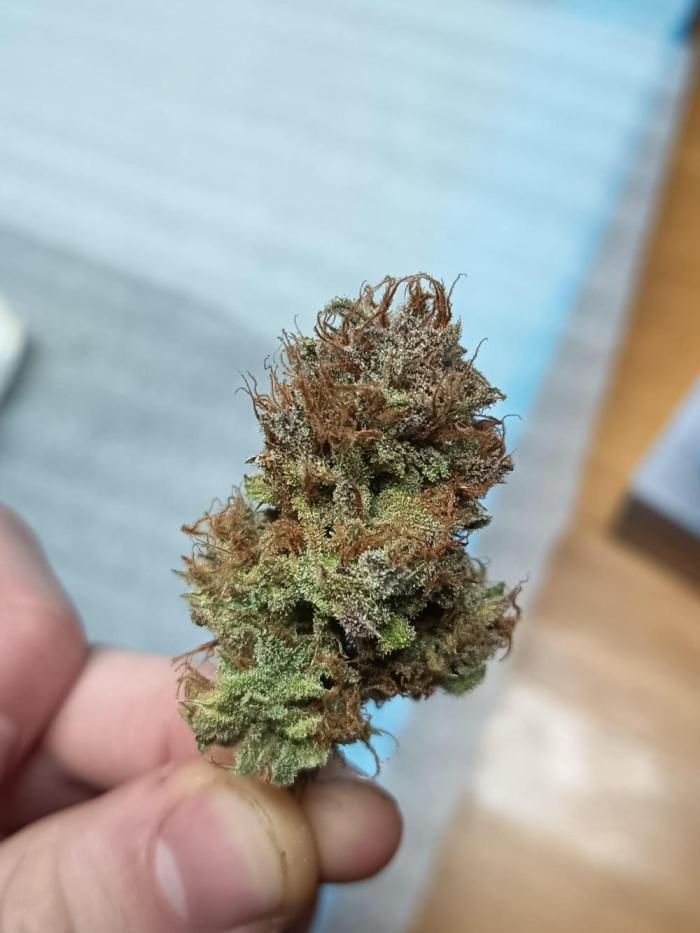 Gelato Auto FB. Week 16 - Cute nug - don't have many post harvest pics