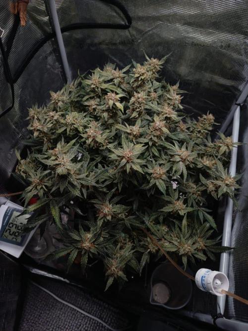 Gelato Auto FB. Week 14 - 26/01/2026