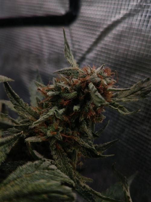 Gelato Auto FB. Week 14 - 26/01/2026