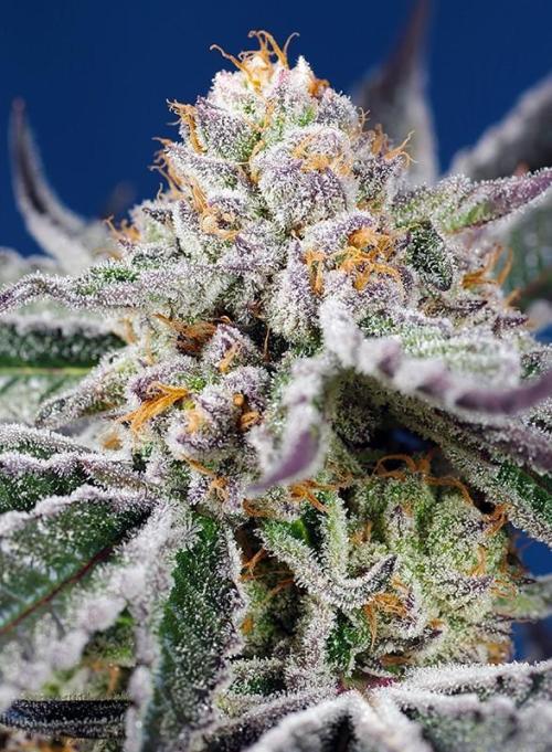 Orange Apricot Glue XL Auto. Week 14