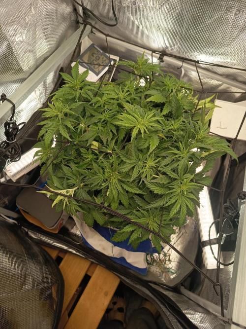 Chemdogging. Week 4 - 23/04/2026