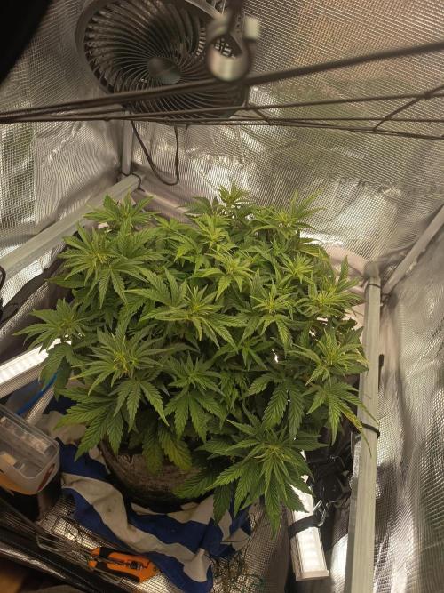 Chemdogging. Week 4