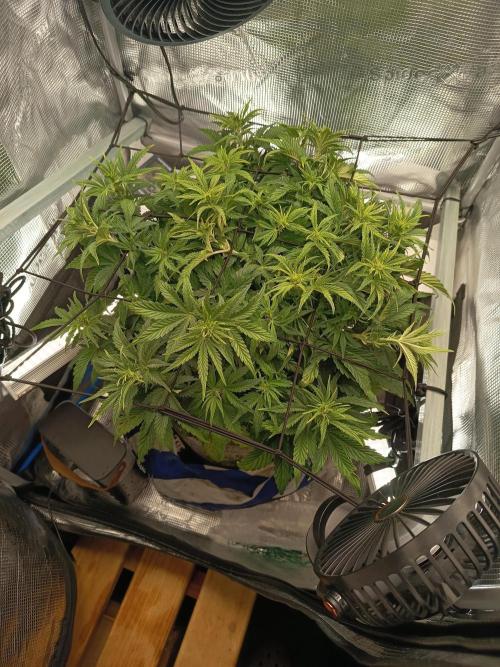 Chemdogging. Week 4