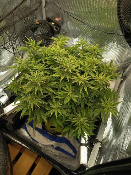 Chemdogging. Week 5 - 29/04/2026