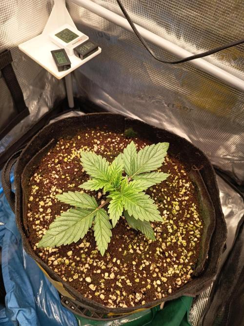 Chemdogging. Week 1 - 05/04/2026