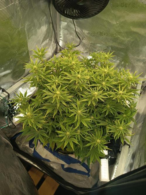 Chemdogging. Week 5 - 02/04/2026