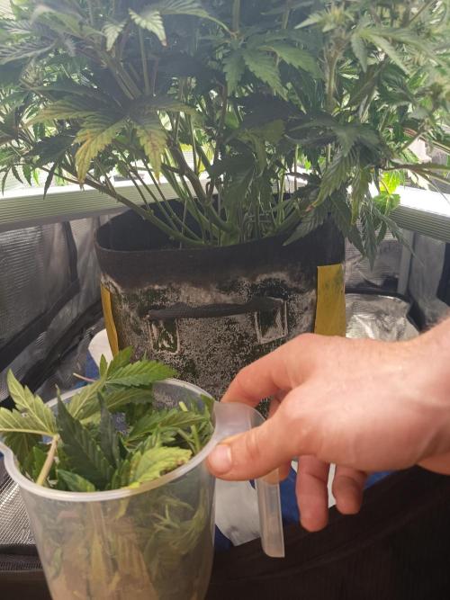 Chemdogging. Week 6 - Defoliation - 04/05/2026