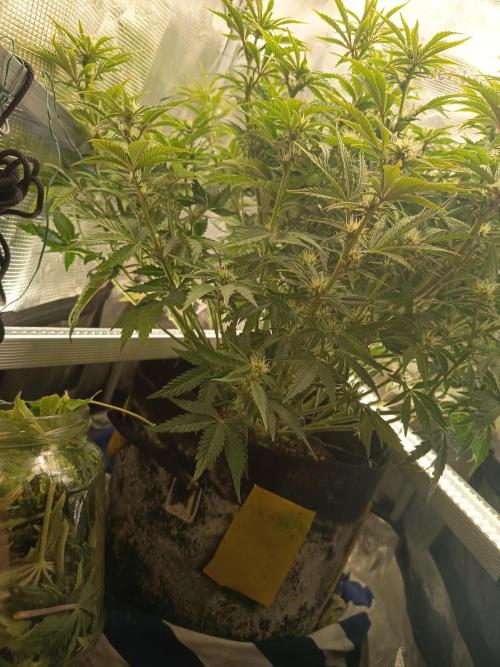 Chemdogging. Week 6 - Defoliation - 05/05/2026