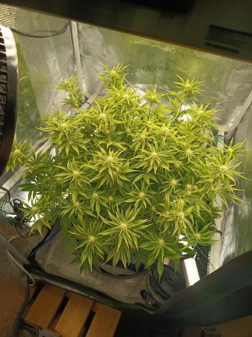 Chemdogging. Week 6 - 05/05/2026