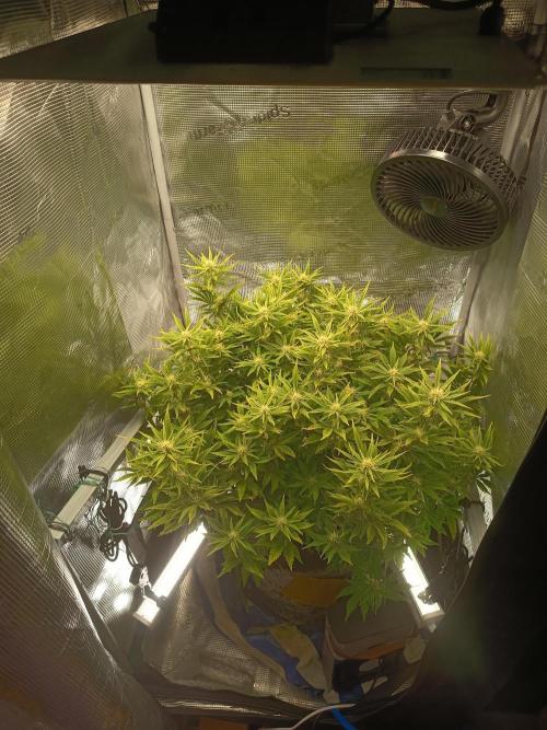 Chemdogging. Week 6 - 08/05/2026