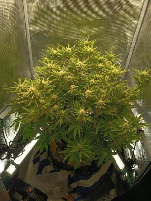 Chemdogging. Week 7