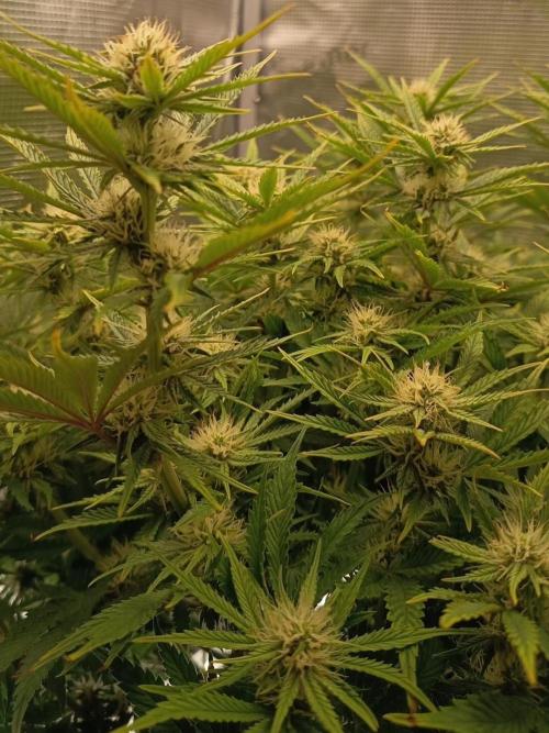 Chemdogging. Week 7 - 10/05/2026