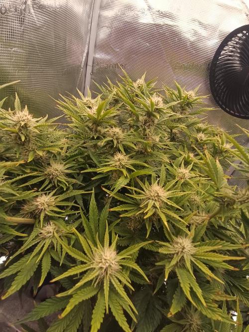 Chemdogging. Week 7 - 12/05/2026