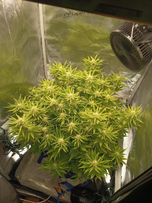 Chemdogging. Week 7 - 12/05/2026