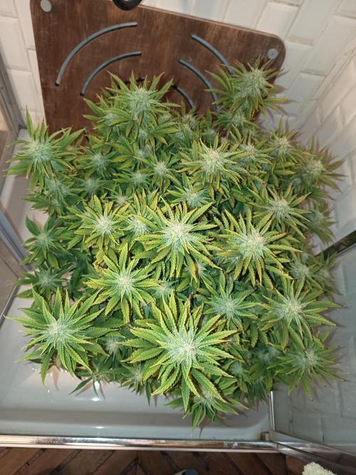Chemdogging. Week 8