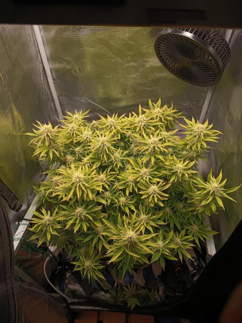 Chemdogging. Week 8 - 16/05/2026