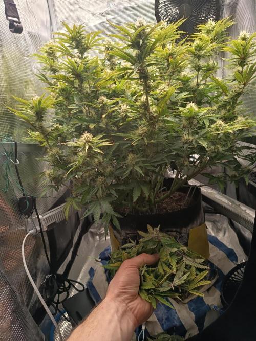 Chemdogging. Week 8 - 16/05/2026