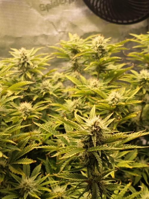Chemdogging. Week 8 - 16/05/2026