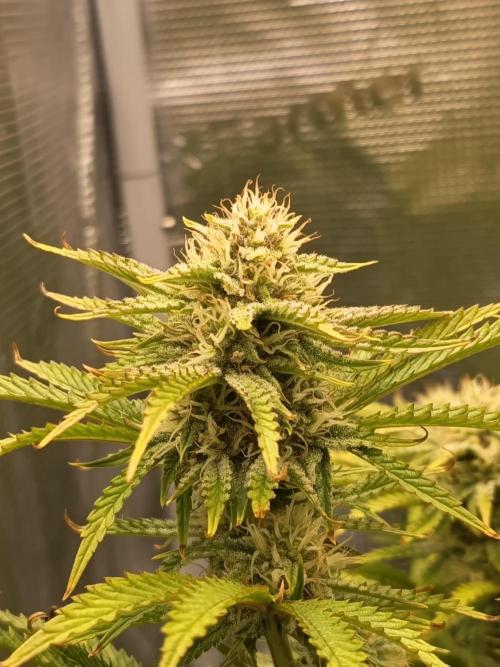 Chemdogging. Week 8