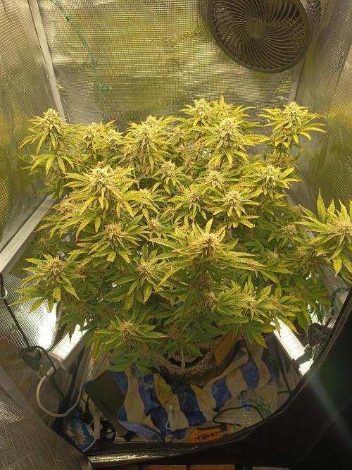 Chemdogging. Week 8 - 20/05/2026