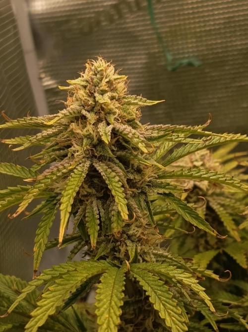 Chemdogging. Week 8