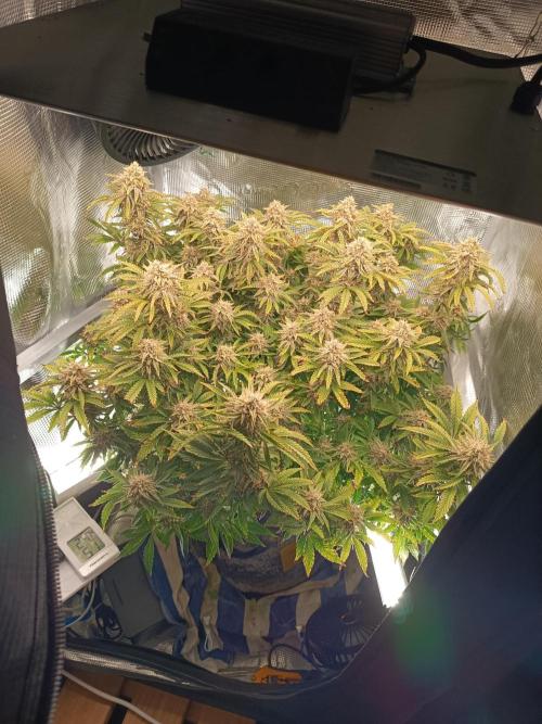Chemdogging. Week 9 - 23/05/2026