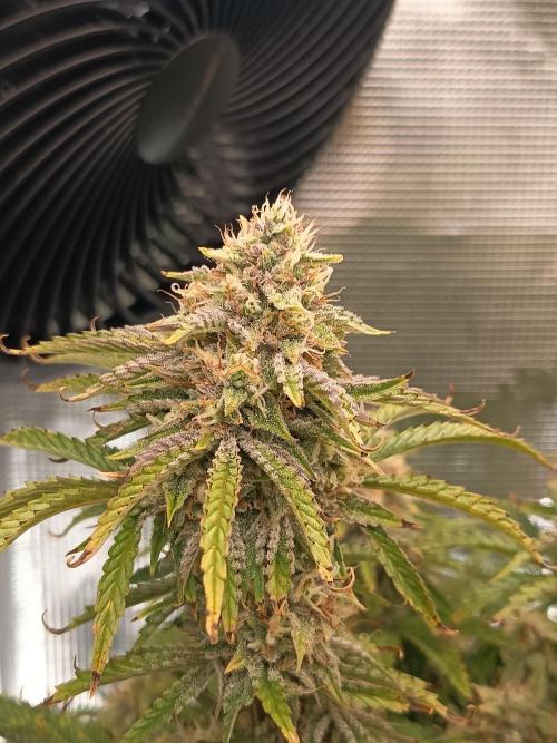 Chemdogging. Week 9 - 23/05/2026