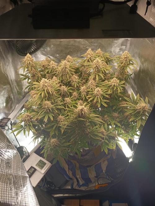 Chemdogging. Week 9 - 26/05/2026