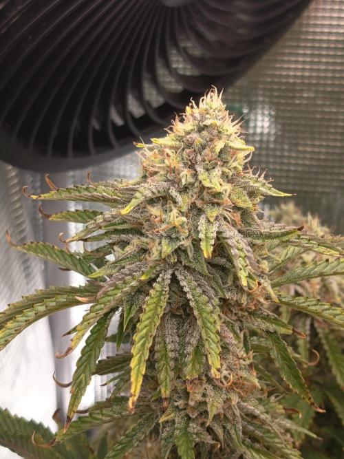 Chemdogging. Week 9 - 26/05/2026