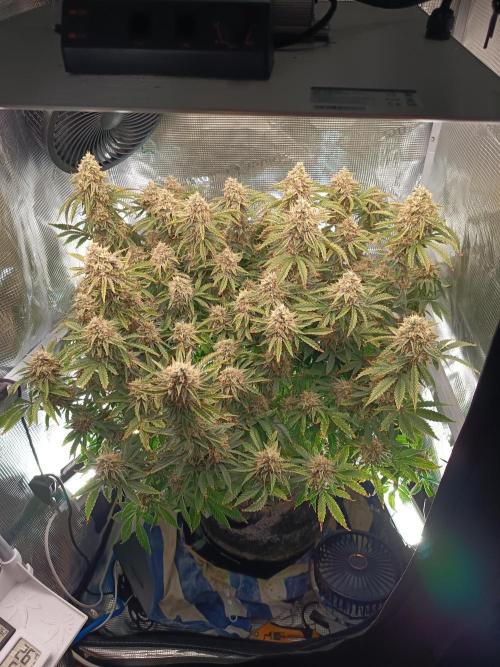 Chemdogging. Week 10 - 29/05/2026