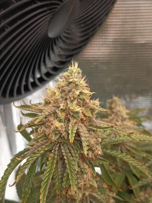 Chemdogging. Week 10