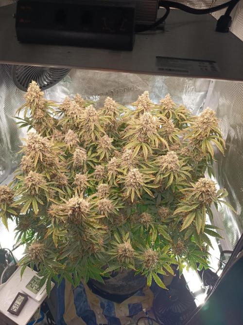 Chemdogging. Week 10 - 01/06/2026