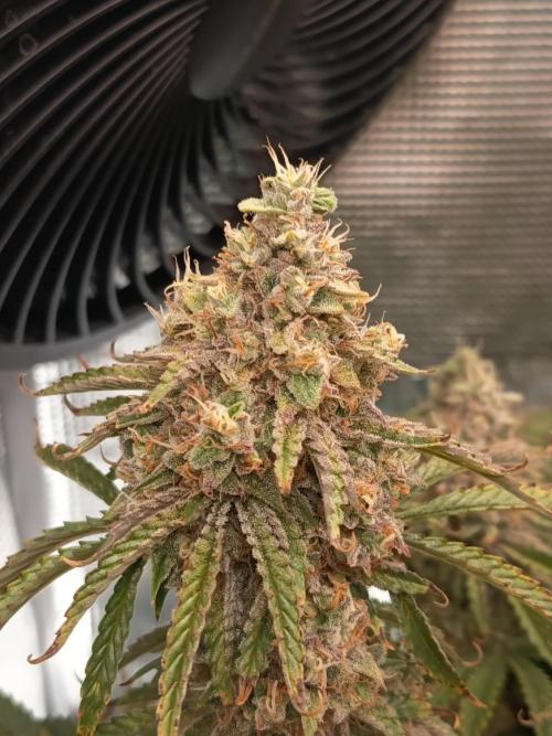 Chemdogging. Week 10