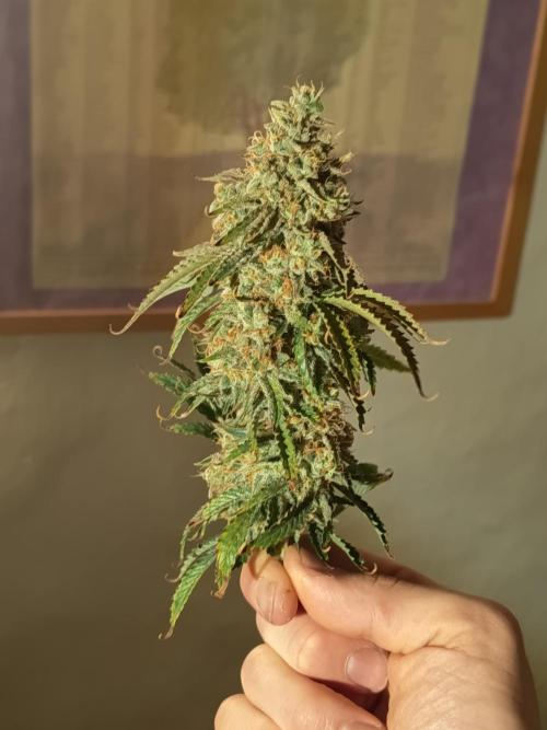 Chemdogging. Week 11