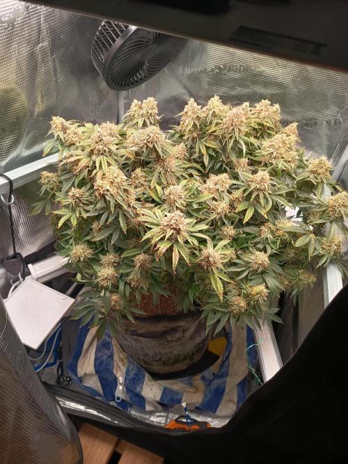 Chemdogging. Week 11 - 06/06