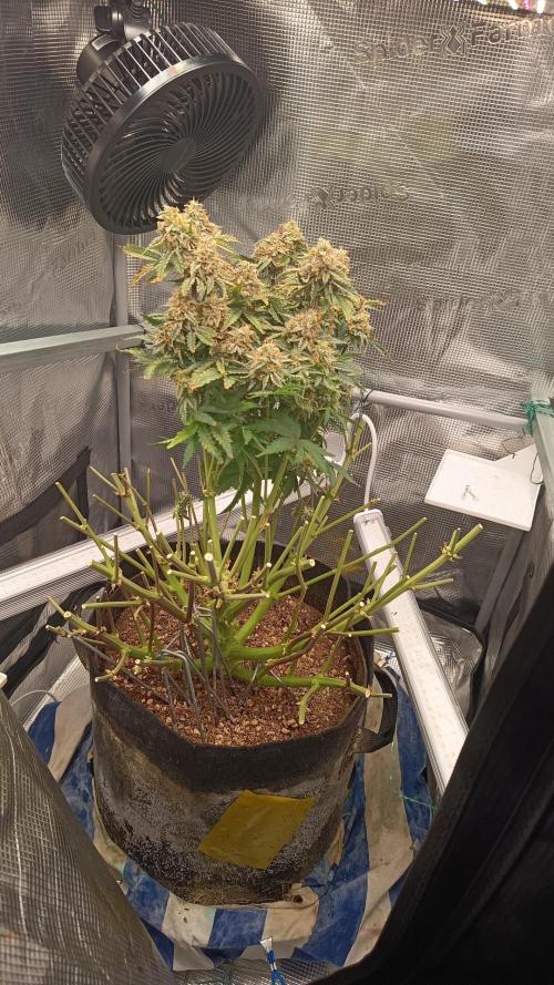 Chemdogging. Week 11 - 07/06