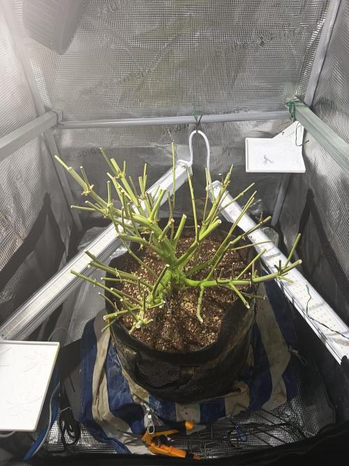 Chemdogging. Week 11 - 07/06