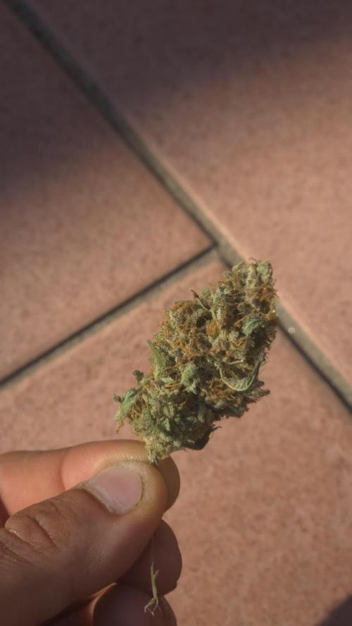 Chemdogging. Week 11