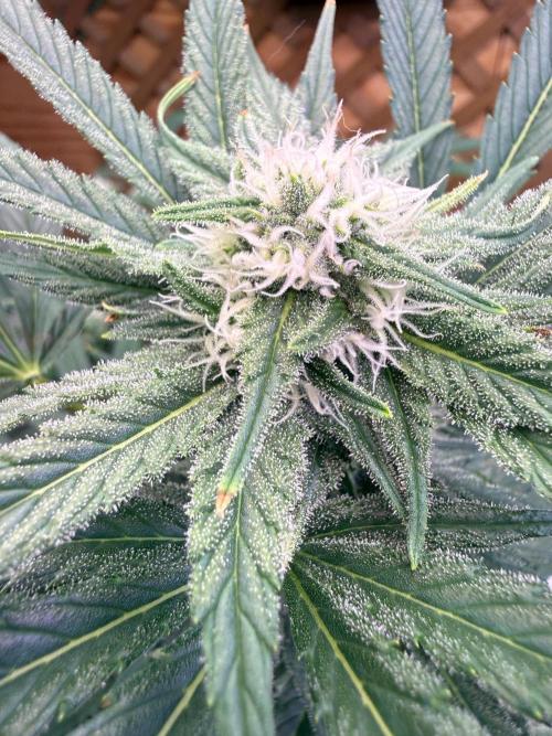 Diaries of GatorUp. Week 14 - Lemon cheese