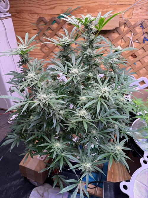 Diaries of GatorUp. Week 13 - Lemon cheese