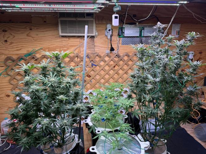 Diaries of GatorUp. Week 17 - 3 Black Cherry Punch started in the middle 