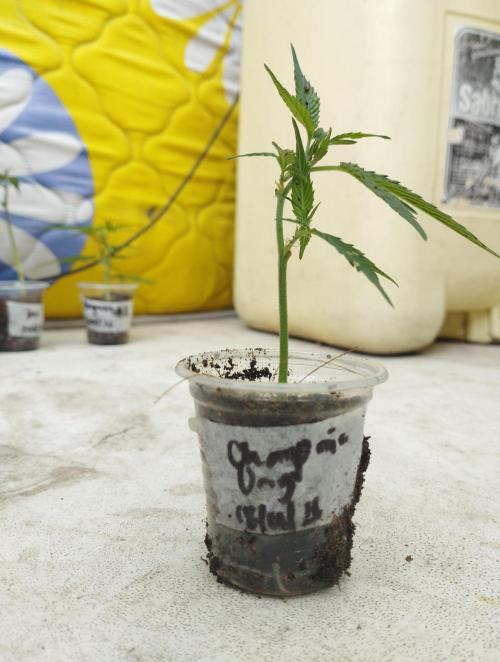 CHAMPAÑA (SourPiccaso_TMGxChampaña_BT). Week 1 - Esqueje enraizado.