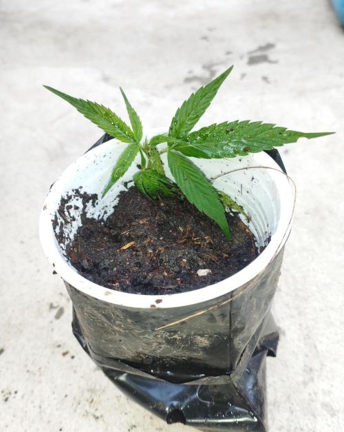 CHAMPAÑA (SourPiccaso_TMGxChampaña_BT). Week 1 - Trasplante a vaso para mejorar juego de raíces. 