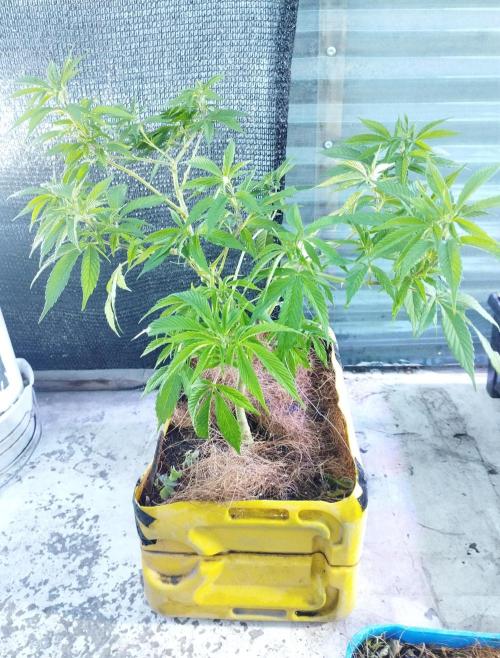 CHAMPAÑA (SourPiccaso_TMGxChampaña_BT). Week 1 - Toma Frontal de esqueje aprox 8 semanas de veg. 