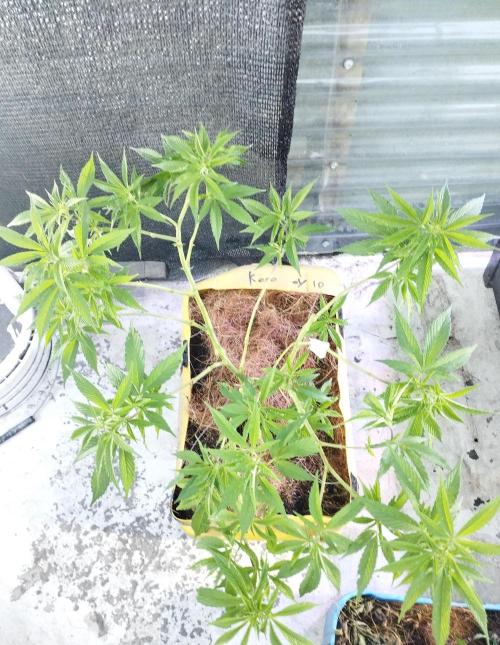 CHAMPAÑA (SourPiccaso_TMGxChampaña_BT). Week 1 - Toma cenital de esqueje aprox 8 semanas de veg. 
I